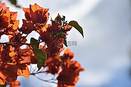 葉,自然,植物區(qū)系