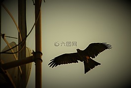 黑,風(fēng)箏,鳥
