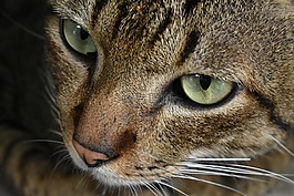 猫,眼睛,晶须