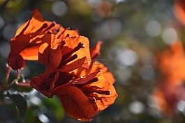 葉,花,植物區(qū)系