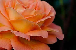 鮮花,花瓣,自然