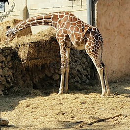 長(zhǎng)頸鹿,動(dòng)物,動(dòng)物園