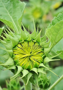 自然,植物區(qū)系,葉