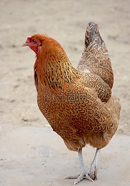 鳥(niǎo),動(dòng)物,自然