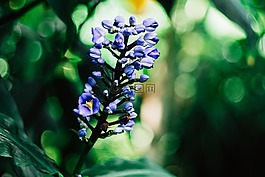 綠色,葉,花