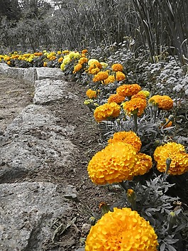 鮮花,橙色,花園