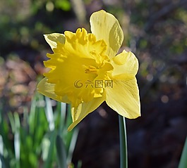 喇叭花,花,開花