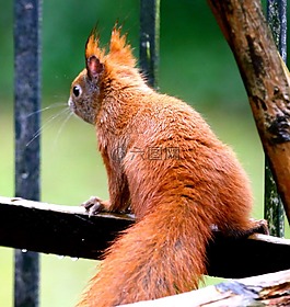 動物,松鼠,性質(zhì)
