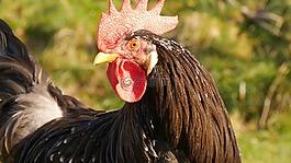 農(nóng)場,鳥,哈恩