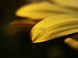 花,太陽,植物