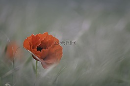 盛開,開花,植物區(qū)系