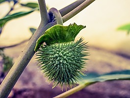 植物,水果,自然