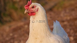 hunn,母雞,家禽