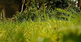 草,綠色,葉子