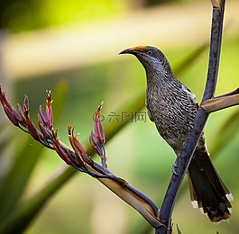 動物,動物攝影,鳥
