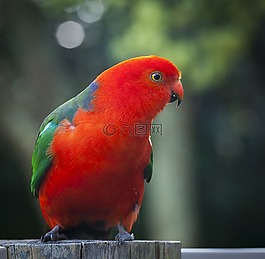 動物,動物攝影,鳥