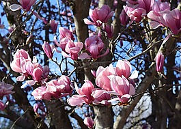 粉紅色的玉蘭花,玉蘭,樹(shù)