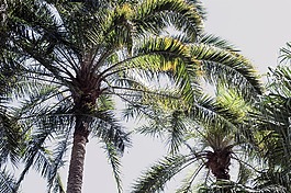 椰子,樹,植物