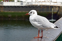 海鸥,鸟,贝尔法斯特港口