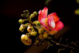 花,couroupita花草,性质