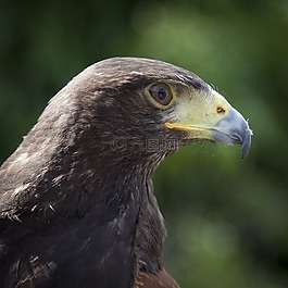 動物,動物攝影,鳥