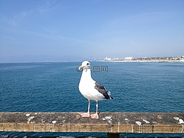 洛杉磯,海灘,海