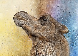 駱駝,糖,動物