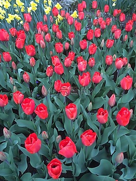 郁金香,鮮花,keukenhof