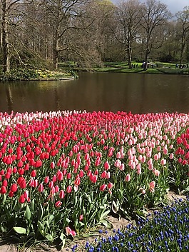 郁金香,鮮花,keukenhof