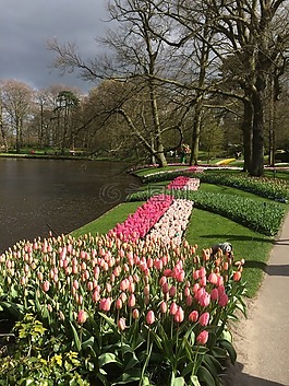 郁金香,鮮花,keukenhof