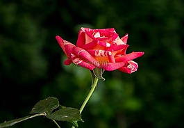 粉色,性質(zhì),鮮花