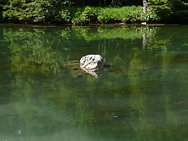 湖,綠色,水