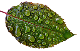 罗森布拉特,滴,雨滴