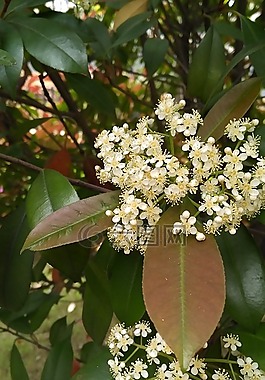 花,樹,風景