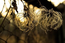 太陽,植物,日落