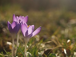 番紅花,春天,花