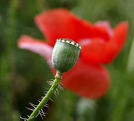 makowka,罌粟,蚱蜢