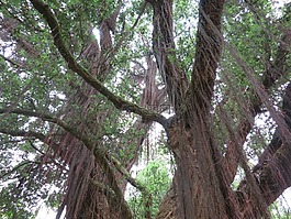 樹(shù),冠,性質(zhì)