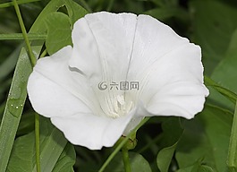 旋花,花,白
