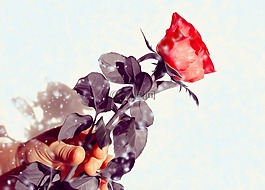 玫瑰,花,禮物