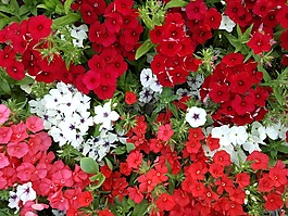 迷你永久的。,花卉園,小花朵