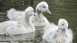 小天鹅,羽绒羽毛,水鸟