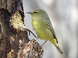 鳥,自然,戶外