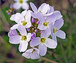 罩衫,鮮花,芽