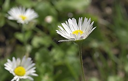 雛菊,鮮花,田野的走獸