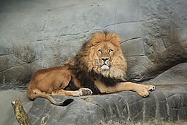 獅子,動(dòng)物,國(guó)王