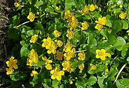 野性,濕地,挖