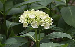 繡球,花,花園