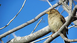 麻雀,鳥,自然