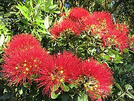 開(kāi)花,盛開(kāi),紅色